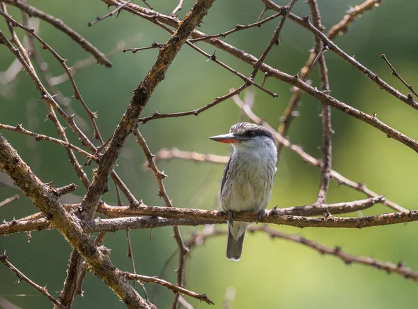 Barna Kapucnis Királyhalász Halcyon Albiventris Masai Mara Afrika — Stock Fotó