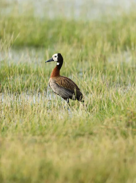 White Faced Whistling Duck Dendrocygna Viduata Κένυα Αφρική — Φωτογραφία Αρχείου