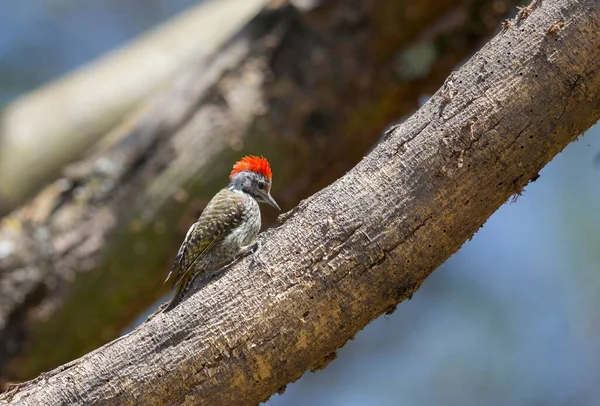 Pica Pau Cabeça Cinza Picus Canus Masaimara África — Fotografia de Stock