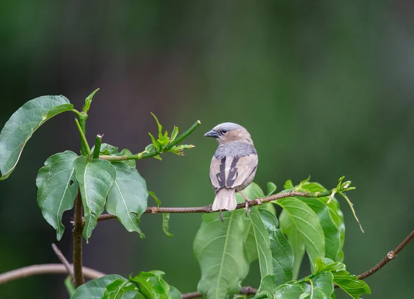 Grey Capped Social Weaver Pseudonigrita Arnaudi Masai Mara Kenia Afrika — Stockfoto