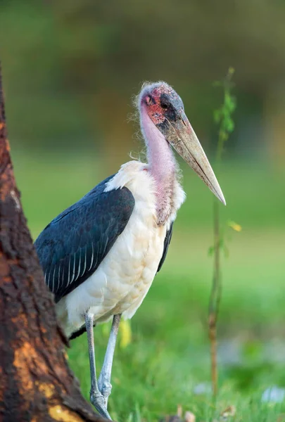 Maribu Stork Leptoptilos Crumenifer Lake Naivasha Keňa Afrika — Stock fotografie