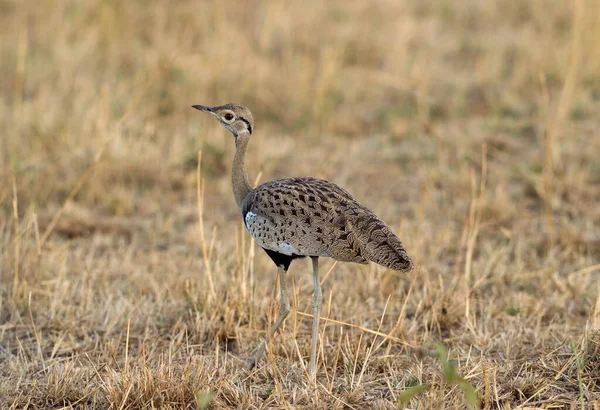 Zwarte Bustard Lissotis Melanogaster Masai Mara Afrika — Stockfoto