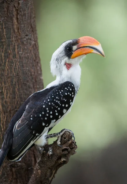 Jacksons Hornbill Tockus Jackson Kenya Afrika — Stok fotoğraf