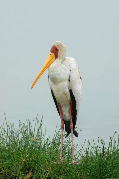 Gulnäbbad Stork Mykteria Ibis Sjön Nakuru Afrika — Stockfoto