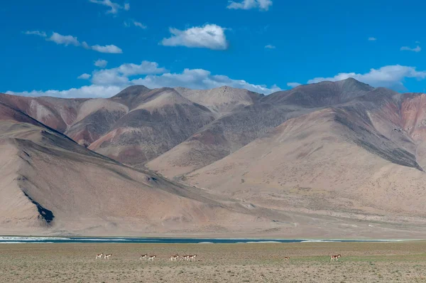 Kiangs Equus Kiangthe Largest Wild Asses Herd Tsokar Lake Ladakh — Foto de Stock