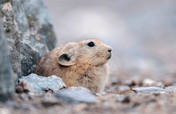 Pika Een Kleine Berg Woning Zoogdier Tsokar Lake Ladakh India — Stockfoto