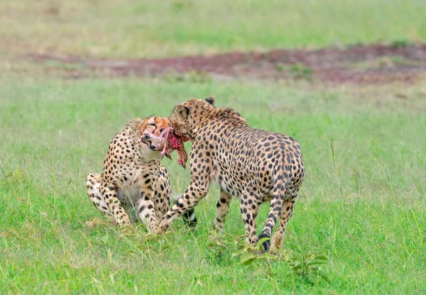 Chettahs Tearing Flesh Masaimara Coalition Brothers — Stock Photo, Image