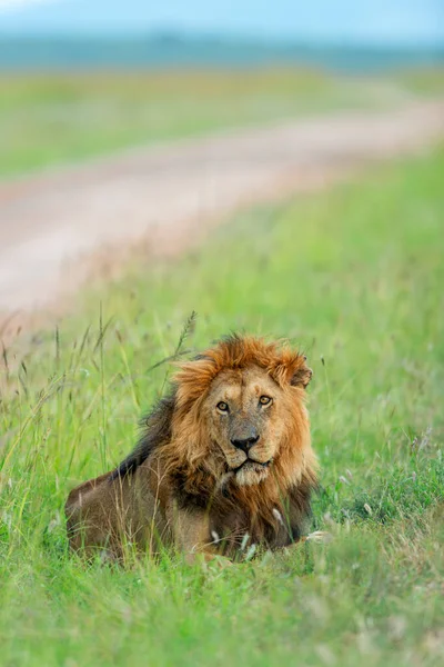 Mannelijke Leeuw Zit Naast Safari Track Masaimara Kenia Afrika — Stockfoto