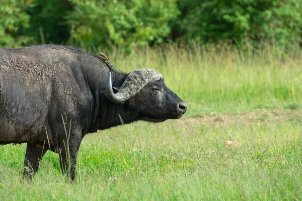 Bawoły Przybrzeżne Syncerus Caffer Masaimara Kenia Afryka — Zdjęcie stockowe