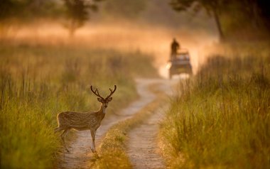 Geyik, Eksen, Dhikala, Jim Corbett Ulusal Parkı, Uttrakhand, Hindistan