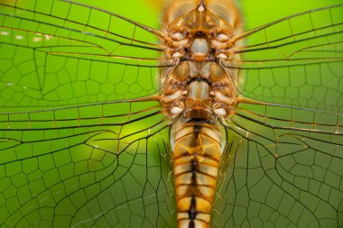 Ejder Uçuşu Kanadı, yakın plan, Goa, Hindistan