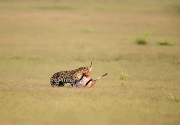 Leopárd Táplálkozás Hog Deer Dhikala Jim Corbett Nemzeti Park Uttrakhand — Stock Fotó