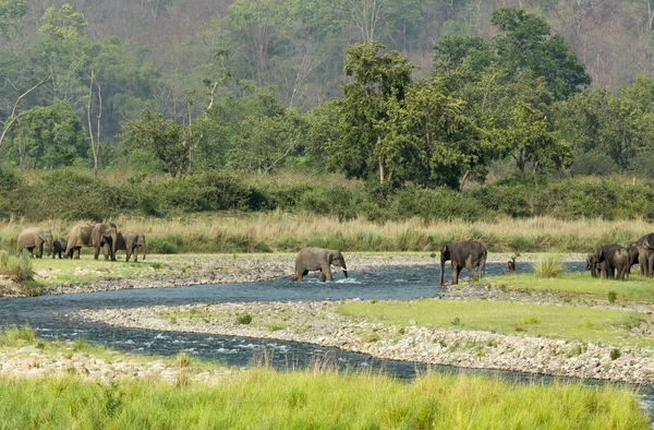 Elephant Herd Ramganga River Dhikala Jim Corbett National Park Uttrakhand — Stockfoto