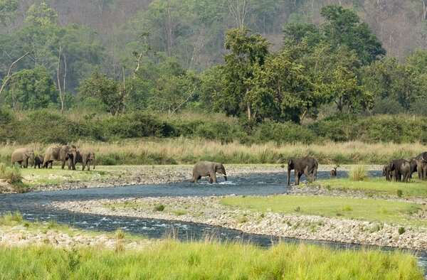 Elephant Herd In Ramganga River, Dhikala, Jim Corbett National Park, Uttrakhand, India