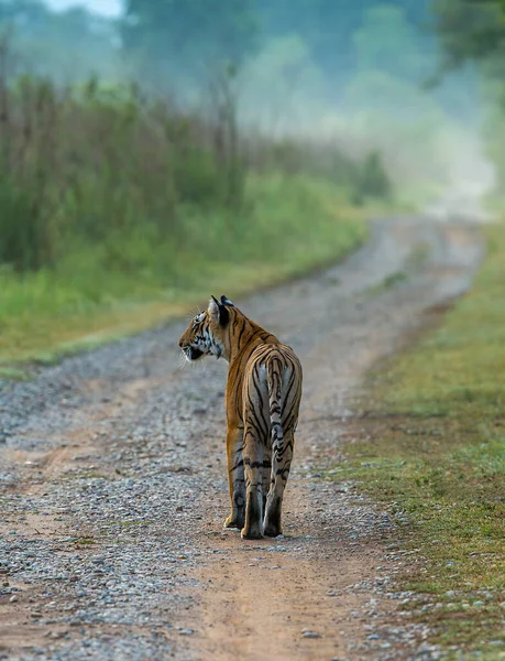 Tigris Séta Reggel Dhikala Jim Corbett Nemzeti Park Uttrakhand India — Stock Fotó