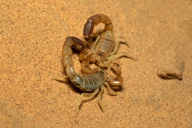 Akrepler savaşıyor, Androctonus sp., Rajasthan, Hindistan