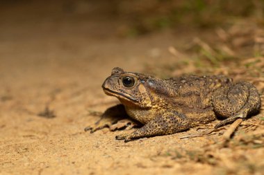 Himalaya Kurbağası, Duttaphrynus himalaanus, Nagaland, Hindistan