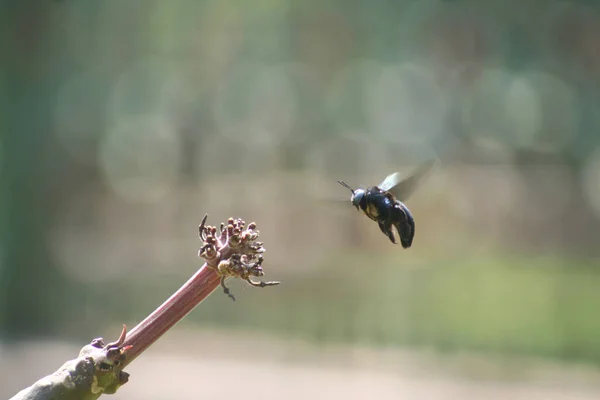 Carpenter bee approaching perch, Xylocopa latipes, Cubbon Park, Bangalore, Maharashtra, India