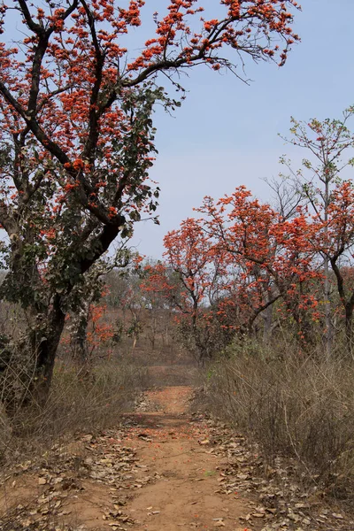 Indian Bombax Ceiba Eller Kopak Silk Cotton Tree Betla Jharkhand — Stockfoto