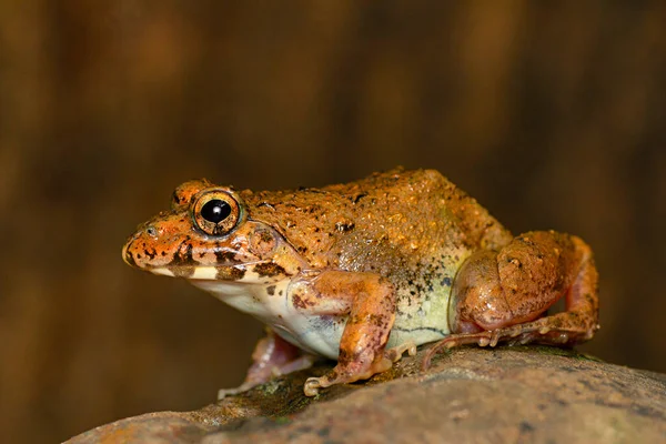 Cricket Frog Rock Fejervarya Pune Maharashtra India — Foto de Stock