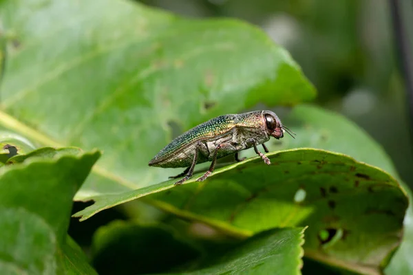 Yeşil Mücevher Böceği Chrysochroa Kaupii Buprestidae Pune Maharashtra Hindistan — Stok fotoğraf