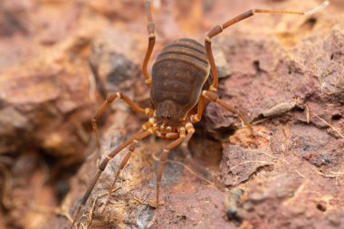 Hasatçı örümcek, Hadrobunus grandis, Satara, Maharashtra, Hindistan