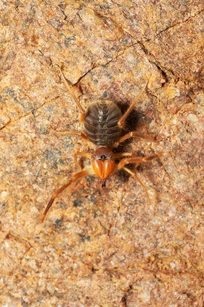 Solifúgio Conhecido Variadamente Como Aranhas Camelo Escorpiões Vento Aranhas Sol — Fotografia de Stock