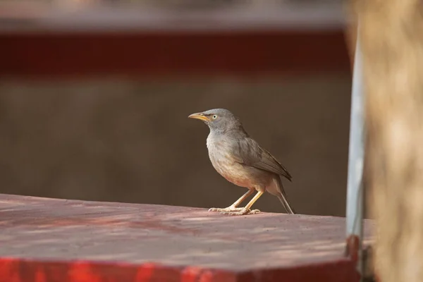 Large Grey Babbler Argya Malcolmi Indien — Stockfoto