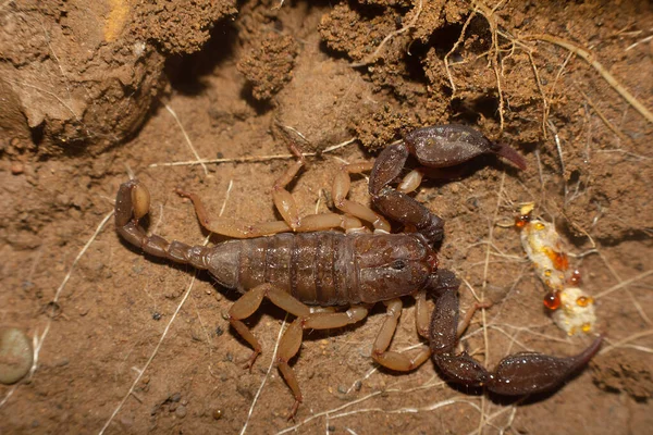 Euscorpuis Comumente Chamado Pequenos Escorpiões Madeira Corbett Uttarakhand Índia — Fotografia de Stock