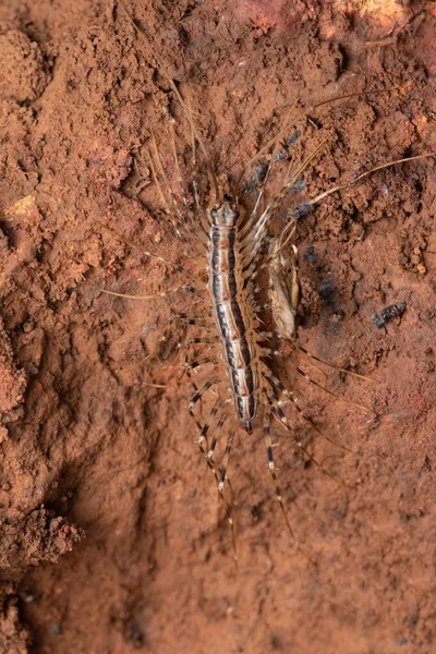 Dorsal House Centipede Scutigera Coleoptrata Satara Maharashtra India — Stock Photo, Image