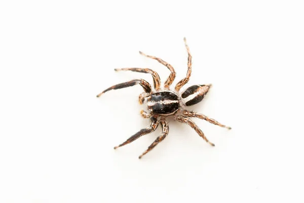 Dorsal Male Jumping Spider Plexippus Paykulli Satara Maharashtra India — Foto de Stock