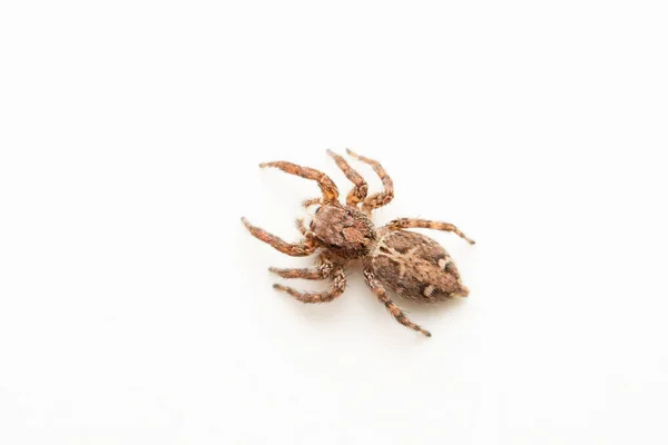 Dorsal Aranha Saltitante Feminina Plexippus Paykulli Satara Maharashtra Índia — Fotografia de Stock