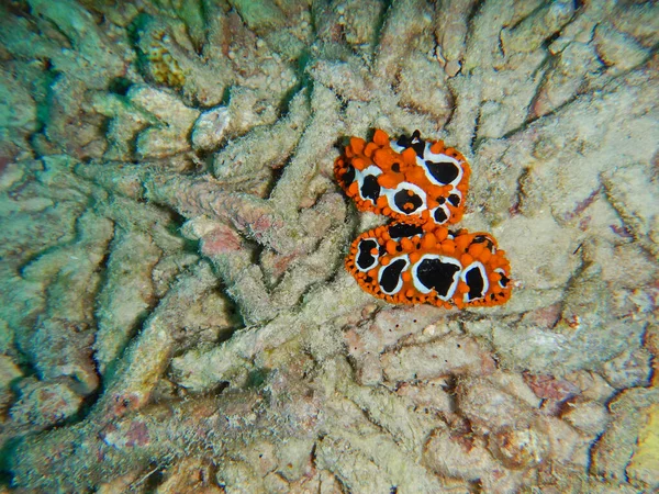 Nudibranquios Babosas Marinas Bajo Agua Phyllidia Ocellata Seychelles —  Fotos de Stock