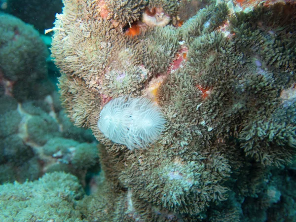 Spirobranchus Giganteus Également Connu Sous Nom Ver Noël Habitat Shot — Photo