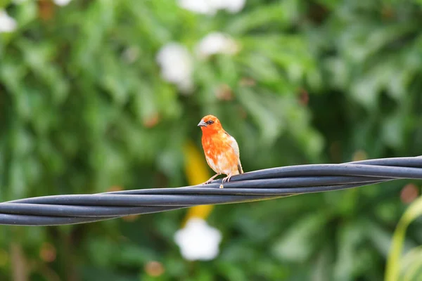 Fody Rojo También Conocido Como Fody Madagascar Fody Cardinal Rojo — Foto de Stock