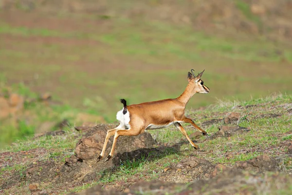 Antelope Chinkara Працює Сасвад Махараштра Індія — стокове фото
