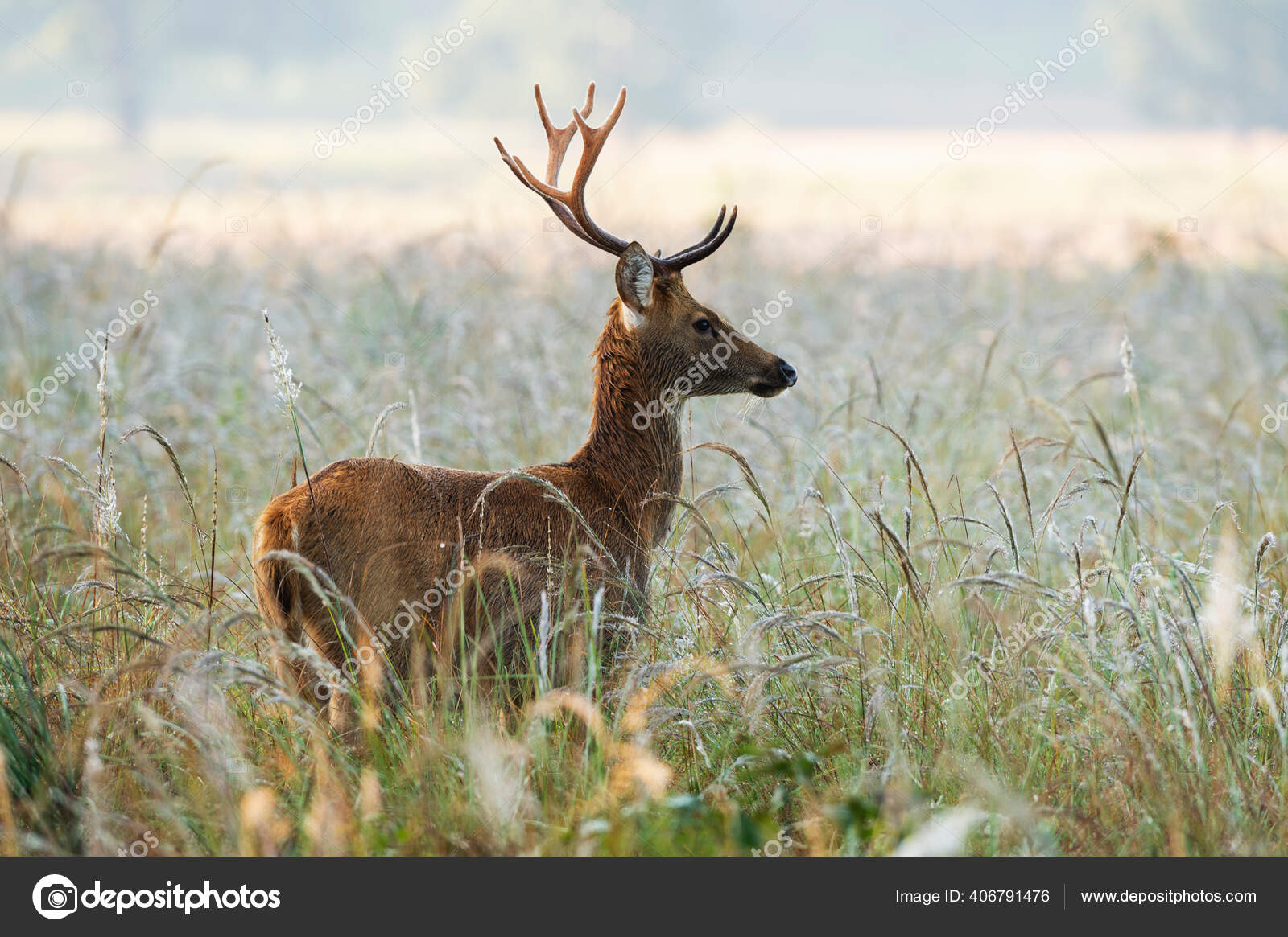 エクスペクト・パトローナム | Harry Potter Wiki | Fandom, image size:1600x1165