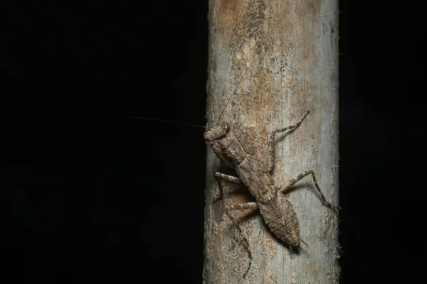 Bark Mantis 印度中央邦Mandla 各种祈祷的螳螂的俗称 — 图库照片