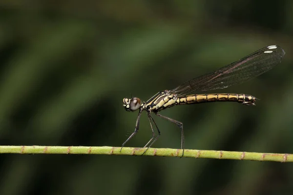 Mouche Damoiselle Sur Branche Arbre Parc National Panna Madhya Pradesh — Photo