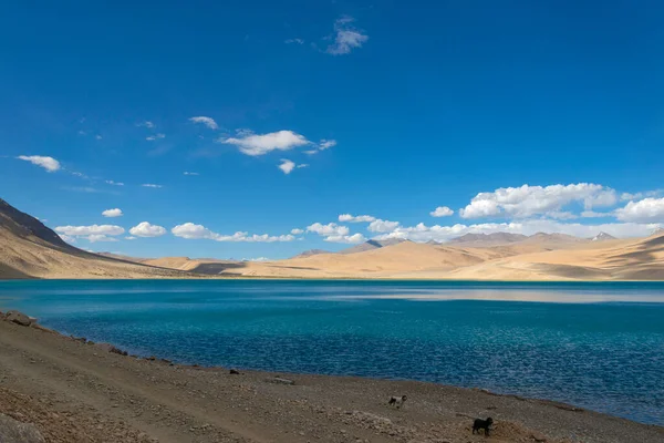 Tso Moriri Kék Vize Vagy Mountain Lake Ladakh India Legmagasabban — Stock Fotó