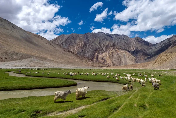 Ovejas Pastando Thangthang Platue Ladakh India — Foto de Stock