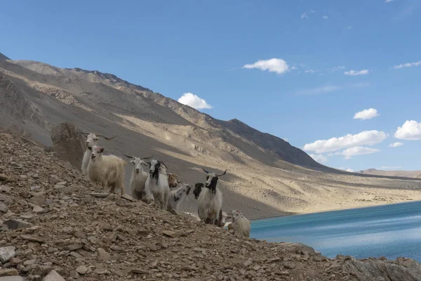 Oveja Pastmina Lago Stokar Ladakh India Criado Para Carne Lana — Foto de Stock