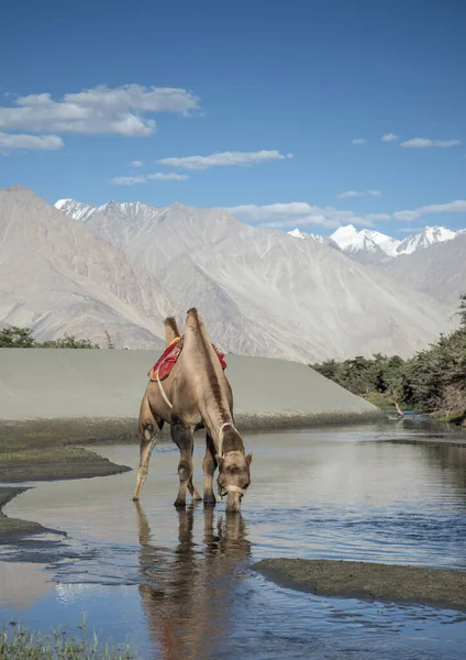 Bactrian Camel Nubra Valley Ladakh India Camelus Bactrianus Tiene Dos — Foto de Stock