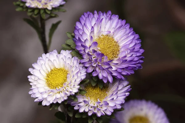 Çin Aster Callistephus Chinensis Pune — Stok fotoğraf