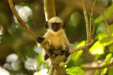 Hanuman Langur, Semnopithecus entellus, Ganeshgudi Karnataka Hindistan