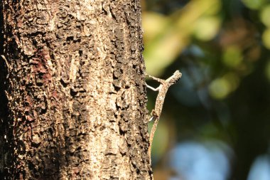 Hindistan Uçan Kertenkele, Draco Dussumieri, Bondla Vahşi Yaşam Sığınağı, Goa, Hindistan 