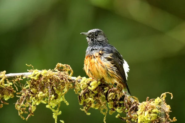 Witte Rumped Shama Copsychus Malabaricus Ganeshgudi Karnataka India — Stockfoto