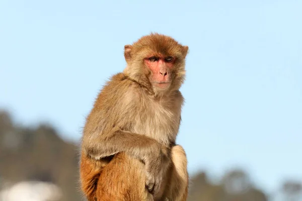 Rhesus Macaque Macaca Mulatta Chopta Uttarakhand Índia — Fotografia de Stock