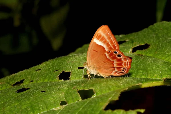 Mariposa Judy Doble Banda Abisara Bifasciata Bondla Wildlife Sanctuary Goa —  Fotos de Stock