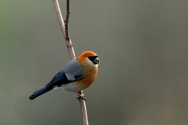 Kızıl Saçlı Saka Pyrrhula Eritrocephala Mandal Uttarakhand Hindistan — Stok fotoğraf